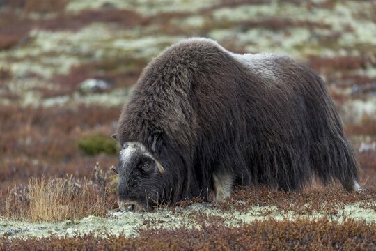 Lichens are an important food source for musk oxen (Ovibos moschatus), autumn, autumn landscape, Ruska, Tundra landscape, September, Norway
