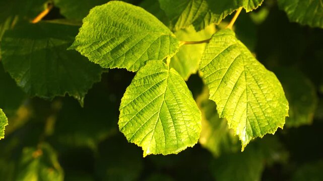 4K Hazelnut Leaves Swaying Gentle Breeze Sunlight Dappled Light Organic Movement Nature Background B-Roll Footage