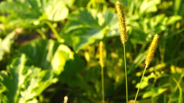4K Grass Seed Heads Gently Sway in Golden Hour Breeze Soft Focus Green Leaves Background Nature Motion Loop