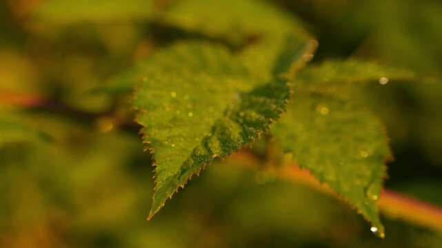 4K close-up Green Leaves with Dew Drops Gentle Breeze Movement Sunlight Filtering Through Natural Freshness Organic Growth Macro Nature Background
