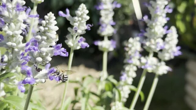 Close of Amegilla asserta Australian native blue banded bee  pollinating saliva with a small spider hidden on flower.