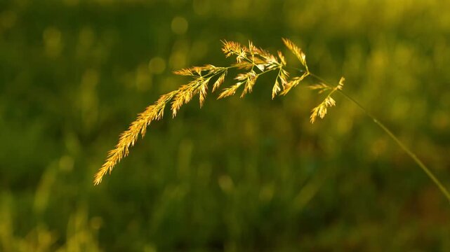 Golden Grass Stalk Swaying Gently in Breezy Meadow Sunlight Bokeh 4K Footage Video