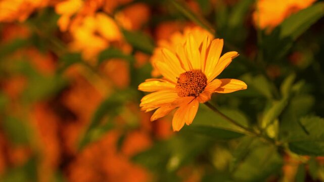 Close Up Yellow Daisy Flower Orange Center Blurred Garden Bokeh Warm Sunlight Nature 4K Footage Video