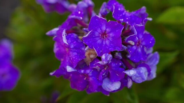 Close Up Purple Phlox Flowers Wet Petals Soft Green Foliage Background 4K Footage Video