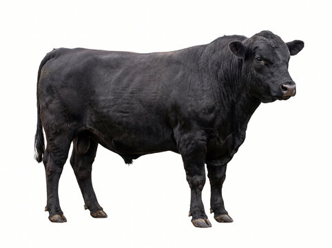 Full body studio portrait of a muscular black Angus bull standing on a white background