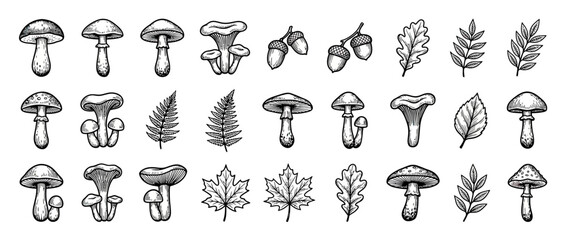 Hand-Drawn Forest Elements: Mushrooms, Acorns, and Leaves Illustration © Abdul