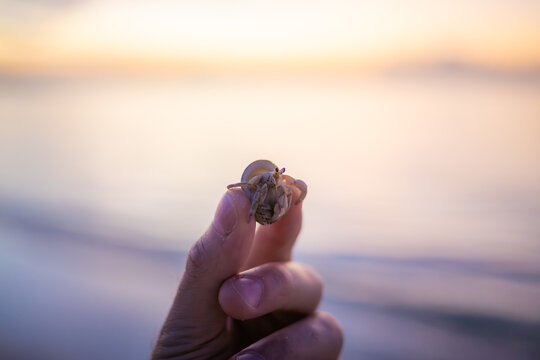 Small hermit crab peeking from its shell held between fingers at sunset on a tropical beach in the Maldives.