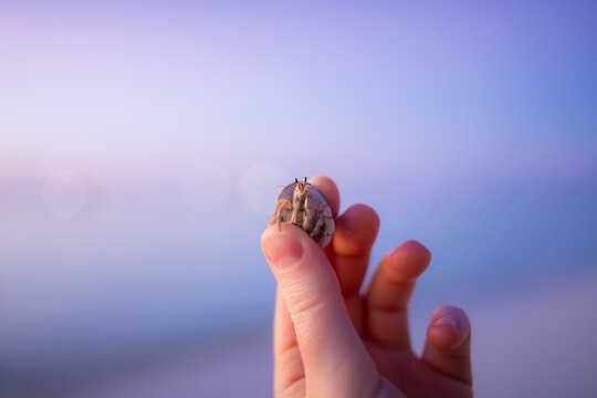 Hermit crab in a shell held gently between fingers with soft blue background on Maamigili Island, Maldives.