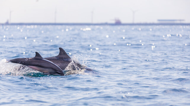 Two spinner dolphins swimming through the Indian Ocean near Kalpitiya, Sri Lanka.