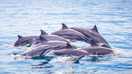 Naklejka premium Large pod of spinner dolphins surfacing together in the Indian Ocean near Kalpitiya, Sri Lanka.