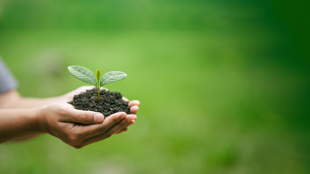 Sustainability environment concept. Hand holding young plant for environmental conservation,climate action, biodiversity, ecosystem restoration, carbon reduction and greener forest in future.