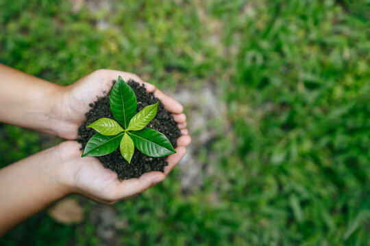 Sustainability environment concept. Hand holding young plant for environmental conservation,climate action, biodiversity, ecosystem restoration, carbon reduction and greener forest in future.