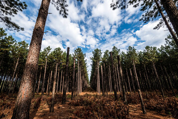 Fototapeta premium Rows of tall pine trees in commercial forest plantation in brazil