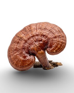 Ganoderma Lucidum Reishi Mushroom Isolated on White Background
