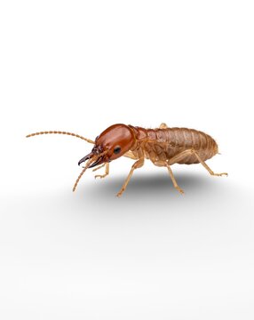 Closeup Termite Pest Insect Isolated on White Background