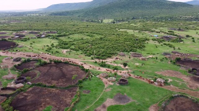 Cinematic aerial panning shot of a traditional Maasai manyatta village in Kenya featuring mud huts, Maasai people, livestock, and lush green grass during the early morning.