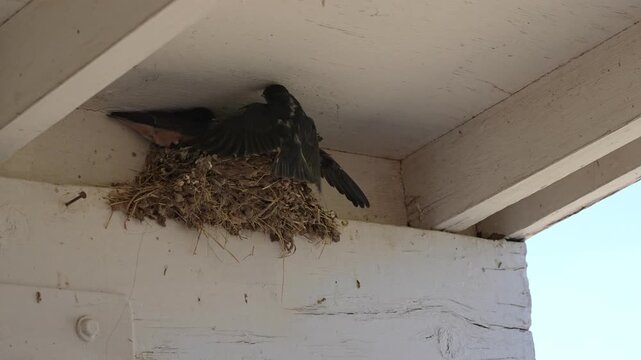 Baby swallow chicks are practicing fly in the nest