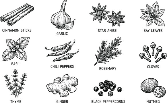 Hand-drawn Spices and Herbs Vector Outline Illustrations for Culinary