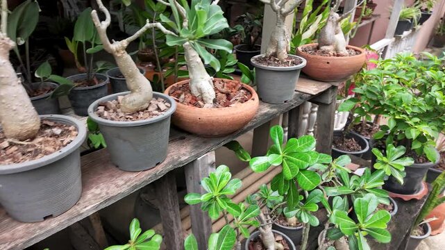 Potted Adenium Obesum Desert Rose Plants at Koh Kret Nursery