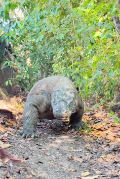 Comodo dragon 