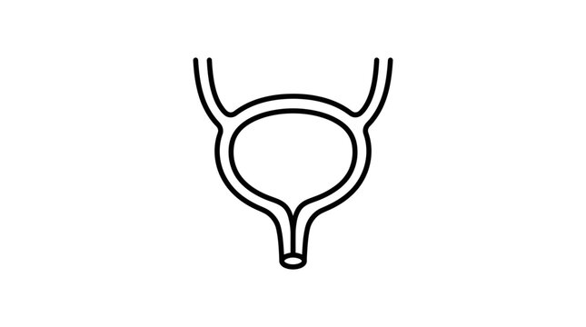 Bladder Anatomy Diagram - Medical Illustration