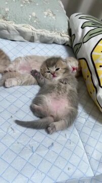 Sleeping fluffy kittens resting peacefully on a soft quilted bed blanket capture a heartwarming motion clip of tiny feline creatures cuddling together in a calm domestic setting where their gentle bre