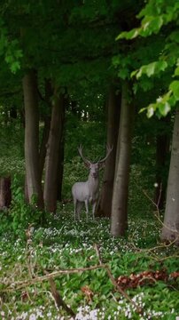 Majestic white stag standing still within a lush green forest landscape captures the peaceful essence of nature in this cinematic motion animation footage that highlights the rare beauty of wild anima