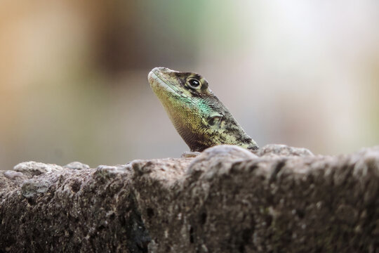Lagarto sobre pedras em muro de pedras em minas gerais no brasil