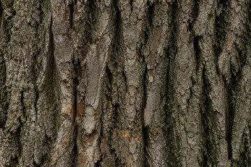 Obraz premium bark of a tree