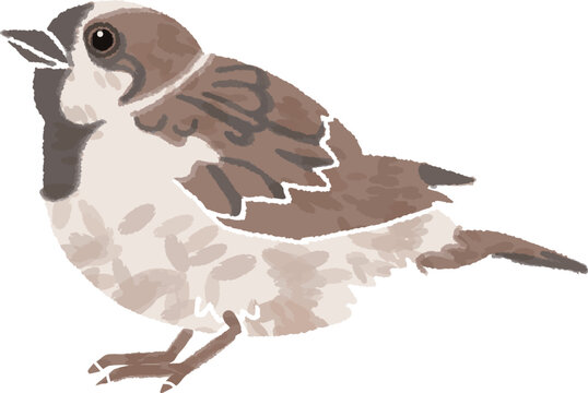 身近な野鳥であるスズメ（すずめ）の手書き風イラスト。シンプルで温かみのあるデザイン。