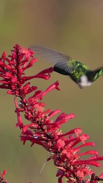 Hummingbird feeding on vibrant red firebush flowers