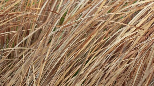 Dry brown tall grass texture blowing in the wind. Aesthetic autumn nature background for organic b-roll footages.