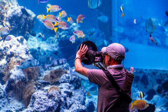Okinawa, Japan, July 22, 2025: A photographer uses a professional light-masking filter to take a side-view shot of a school of tropical fish in front of a large aquarium tank.