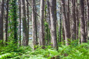 Fototapeta premium A dense forest with tall pine trees and lush green ferns covering the ground. Sunlight filters through the branches, creating a serene atmosphere.