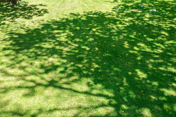 Fototapeta premium trees shadow on green grass lawn. sunny day in public park. natural background. aerial view.