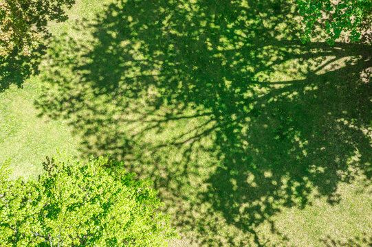dark shadows of trees on green grass at sunny bright day in public park. drone photography.