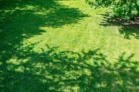 city park at sunny summer day. shadow of tree on green lawn with blooming yellow dandelions. aerial drone view.