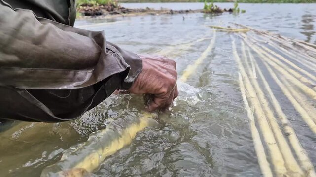 Extreme Close Up Of Farmer Hand Peeling Raw Jute Fiber In Canal Water Bangladesh