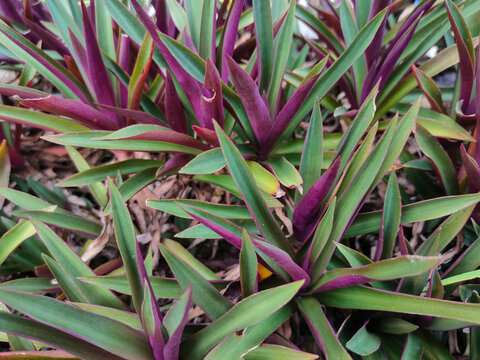 : A close-up view of pointed green leaves with vibrant purple undersides growing densely in a garden