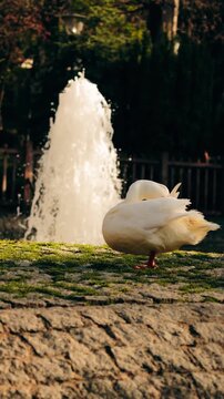 swan in the park