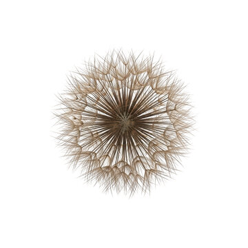 Macro view of a dried dandelion seed head with delicate feathery pappus filaments radiating from the center isolated on a transparent background