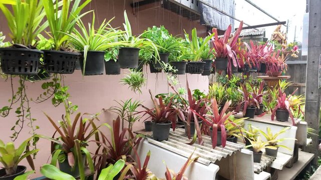 Potted Bromeliads and Tropical Plants in Koh Kret Garden