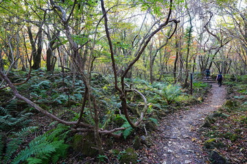 glittering forest and path with autumnal tints © SooHyun