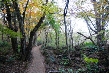 glittering forest and path with autumnal tints © SooHyun