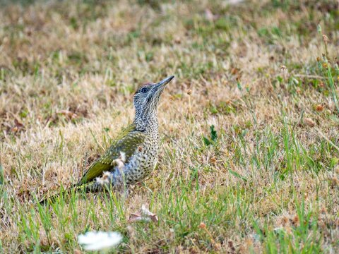 Gr&uuml;nspecht (Picus viridis) immatur
