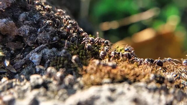 A trail of black ants on a rock, seen up close.