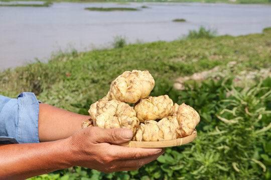 Farmer Holding Fresh Lily Bulbs by Riverside Field in Lanzhou China