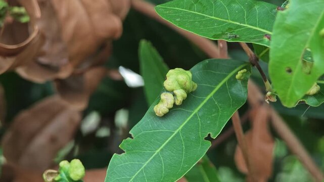 Leaves curl disease. Leaves gall mite.