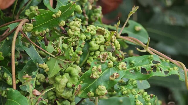 Leaves curl disease. Leaves gall mite.