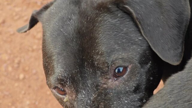 Dog with eye infection, a lot of eye booger.